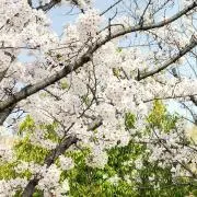 mieの画像