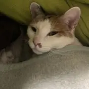 マキの画像