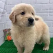 COSRXの画像