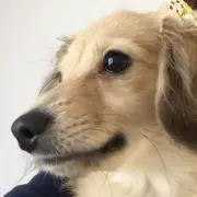 ぶんぶんの画像