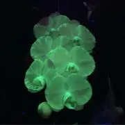 みほ