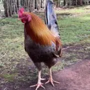 木のぼり名人