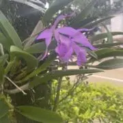 風花の画像