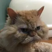 wwwの画像