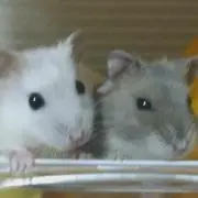 パパlove