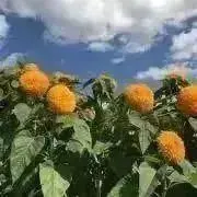 ナナ※プロフィールお読み下さい。の画像