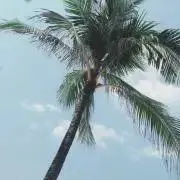 サイコちゃんの画像