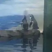 ぽんた