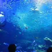 わっちの画像