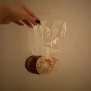 さーの画像