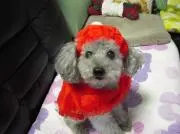 うっちぃの画像