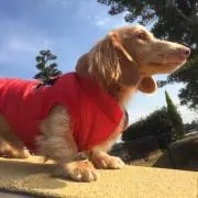 アミトル