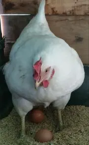 ひよこクラブ