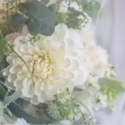 だわわの画像