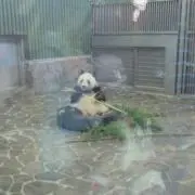 りんごキャンディ