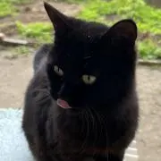 うさぎの画像