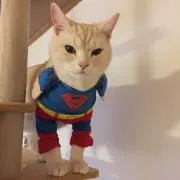 しろくろねこ