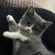 ゆかりの画像