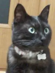 クロネコ