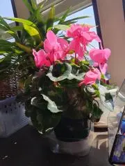 じえんの画像