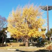 コルゾーの画像