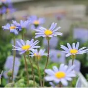 Daisy