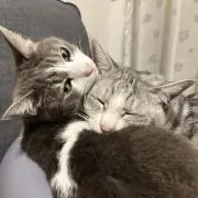 ととりんの画像