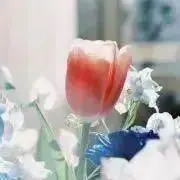 miiの画像