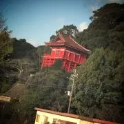ナシタの画像