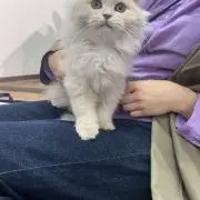 miki