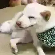 lemon(プロフィール必読)の画像