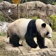 ぱんだ◡̈ 【プロフ必読ください】の画像