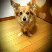 ♡かーのん♡の画像