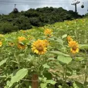 derahq7121の画像