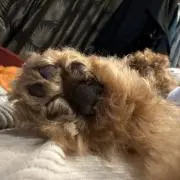 TOMの画像