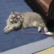 ルナ