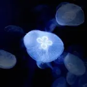 ジェリーの画像