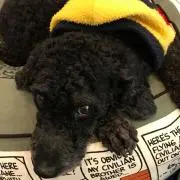 クロの画像