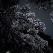 ミルクレープの画像