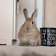さくらの画像