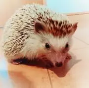 ミッキんの画像