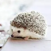 とげとげの画像