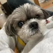 かよっち