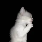 nyanの画像
