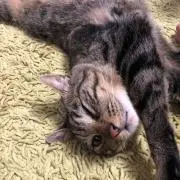 Y ookoの画像