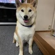 きゃす