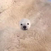 くまの画像