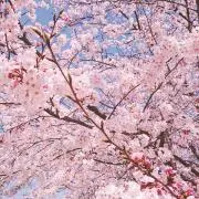 sobaの画像