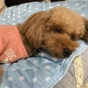 モモユミの画像