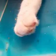 maaの画像